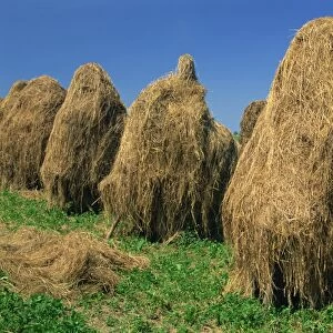 A group of haystacks on farmland near Nachod in East Bohemia, Czech Republic, Europe