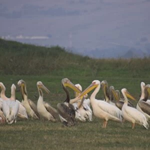 Group of pelicans resting on the ground at dusk