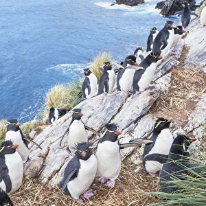 Group of rockhopper penguins (Eudyptes chrysocome chrysocome) on a rocky islet