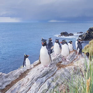 Group of rockhopper penguins (Eudyptes chrysocome chrysocome) on a rocky islet