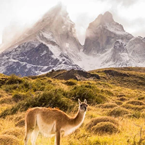 Guanaco posing in the wild of Torres del Paine National Park, Patagonia, Chile, South