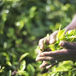 Hands of a tea picker picking tea in the Sri Lanka Central Highlands, Tea Country, Sri Lanka, Asia