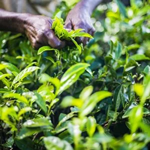 Hands of a tea picker picking tea in the Sri Lanka Central Highlands, Tea Country, Sri Lanka, Asia