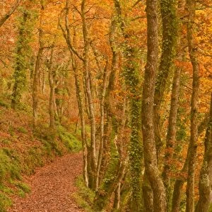 Hannicombe Wood near to Fingle Bridge, Dartmoor National Park, Devon, England, United Kingdom, Europe