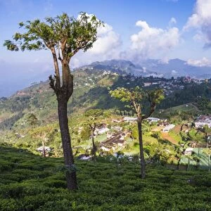 Haputale and a tea estate, Sri Lanka Hill Country, Nuwara Eliya District, Sri Lanka, Asia