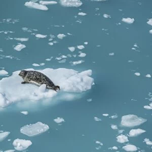 Harbour seal on ice floe, Glacier Bay, Alaska, United States of America, North America