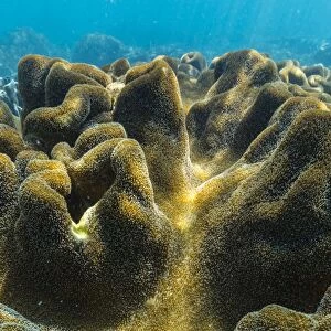 Hard and soft corals on underwater reef on Jaco Island, Timor Sea, East Timor, Southeast Asia, Asia