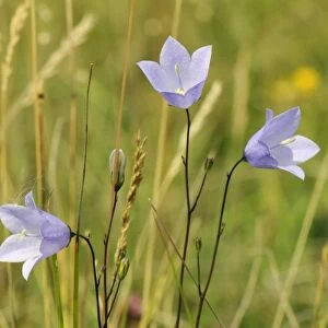 Harebell (Campanula rotundifolia) flowering in chalk grassland meadow, Wiltshire, England, United Kingdom, Europe
