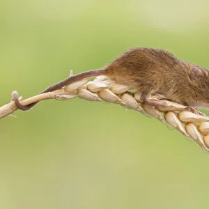 Harvest mouse (Micromys minutus), captive, United Kingdom, Europe
