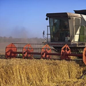 Harvester harvesting a barley field, Galilee, Israel, Middle East
