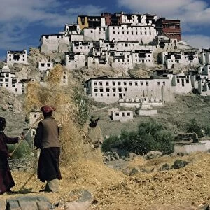 Harvesting below Thikse Gompa (Tikse Monastery)