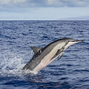 Hawaiian spinner dolphin (Stenella longirostris), AuAu Channel, Maui, Hawaii, United States of America, Pacific