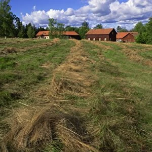Hay drying and farm buildings in background, Ramens Herrgard, Eastern Varmland