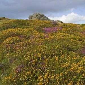 Hay Tor rocks and wild flowers, Dartmoor, Devon, England, United Kingdom, Europe