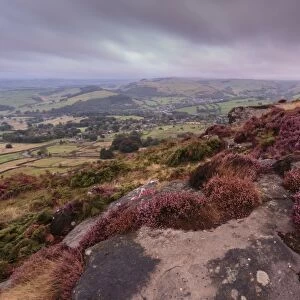 Heather on Curbar Edge at dawn with Curbar and distant Calver villages, late summer, Peak District, Derbyshire, England, Europe