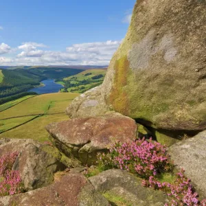 Heather moorland above Ladybower Reservoir, Whinstone Lee Tor, Derwent Edge