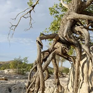 Heavy erosion along Hoanib River, Kaokoland, Namibia, Africa