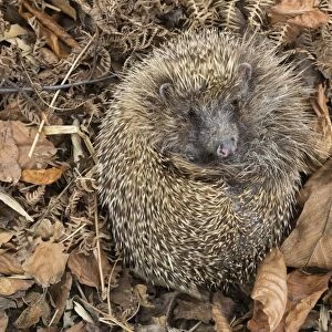 Hedgehog (Erinaceus europaeus) in autumn leaves, captive, United Kingdom, Europe