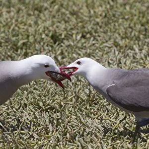 Heermanns gull (Larus heermanni) male feeding female, Isla Rasa, Gulf of California (Sea of Cortez), Mexico, North America