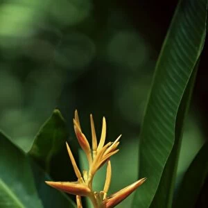 Heliconia flower, St