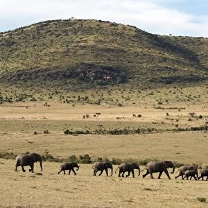 A herd of elephants move across an open plain in the Masai Mara National Reserve
