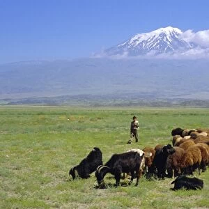 Herd of goats and goatherder in the plains beneath Mount Ararat