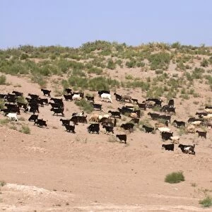Herd of goats, Karakol desert, Turkmenistan, Central Asia, Asia