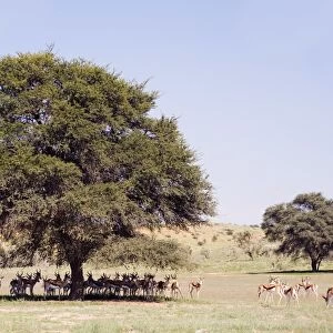 Herd of springbok (Antidorcas marsupialis), Kgalagadi Transfrontier Park
