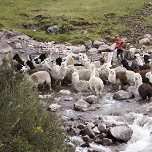 Herding alpacas and llamas through a river in the Andes, Peru, South America