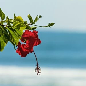 Hibiscus flower at popular Playa Guiones beach, Nosara, Nicoya Peninsula, Guanacaste Province, Costa Rica, Central America