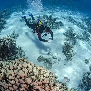 High angle view of a scuba diver diving in shallow water close to coral reef, Ras Mohammed National Park, Red Sea, Egypt, North Africa, Africa