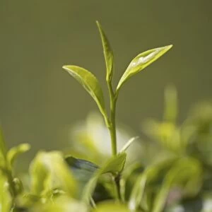 High quality tea leaves, the top two leaves and a bud are used for First Flush or Second Flush teas