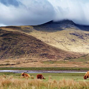 Highland cattle, Ben More in the distance, Isle of Mull, Scotland, United Kingdom, Europe