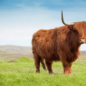 Highland cattle, Isle of Skye, Scotland, United Kingdom, Europe