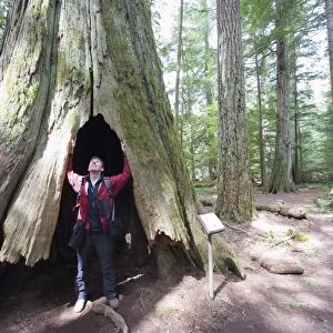 A hiker in a hollow tree trunk, Cathedral Grove, MacMillan Provincial Park