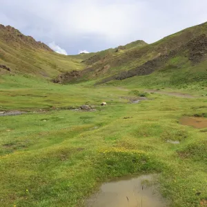 Hiker in lush Yolyn Am (Yol or Eagle Valley) with flowers after summer rain, Gurvan