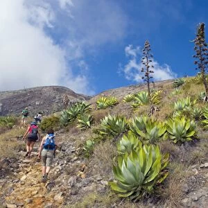 Hikers walking through cactus trail, Volcan Santa Ana, 2365m, Parque Nacional Los Volcanoes