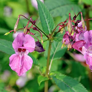 Himalayan balsam (Impatiens glandulifera) flowers and seed pods, Wiltshire, England, United Kingdom, Europe