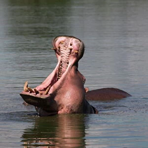 Hippo, Hippopotamus amphibius