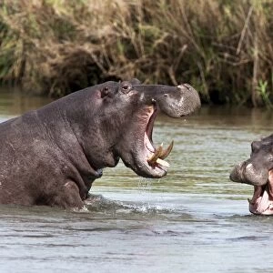 Hippo (Hippopotamus amphibius), fighting, Kruger National park, Mpumalanga