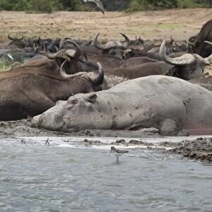 Hippopotamus and buffalo, Queen Elizabeth National Park, Uganda, Africa