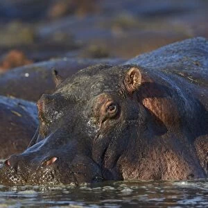 Hippopotamus (Hippopotamus amphibius), Serengeti National Park, Tanzania, East Africa
