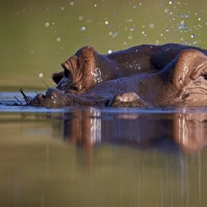 Hippopotamus (Hippopotamus amphibius) flipping water with its ear, Kruger National Park