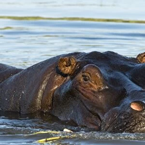 A hippopotamus (Hippopotamus amphibius), in the Okavango Delta looking at the camera