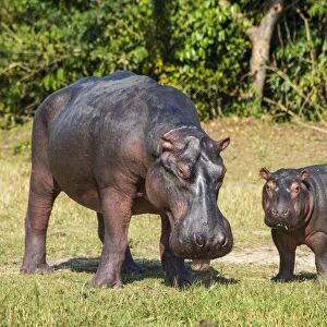 Hippopotamus (Hippopotamus amphibius) mother with baby, Murchison Falls National Park, Uganda, East Africa, Africa