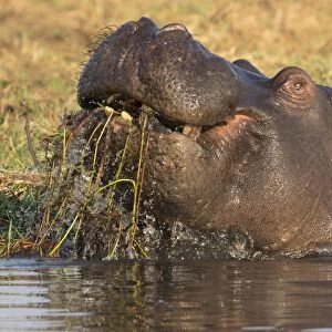 Hippopotamus (Hippopotamus amphibius) feeding, Chobe River, Botswana, Africa