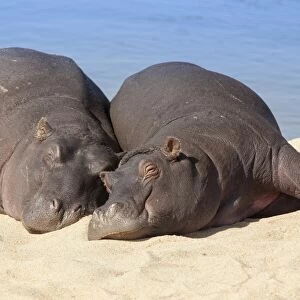 Hippopotamus (Hippopotamus amphibius) sleeping, Kruger National Park, Mpumalanga, South Africa, Africa