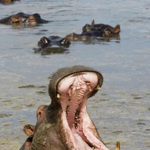 Hippopotamus (Hippopotamus amphibius) yawning, Serengeti National Park