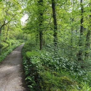 Historic Cromford Canal and tow path in spring, Derwent Valley Mills, UNESCO World Heritage Site