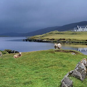 Hogaland, Whiteness, Mainland, Shetland Islands, Scotland, United Kingdom, Europe